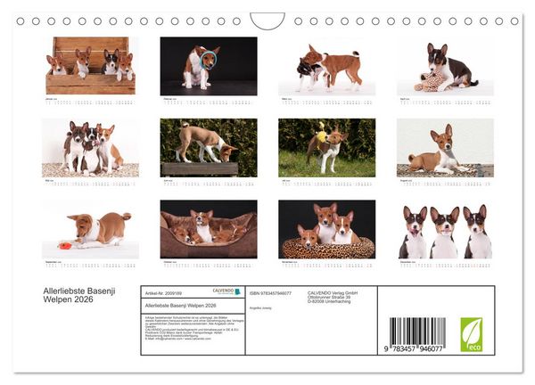 Produktbild: Allerliebste Basenji Welpen 2026 (Wandkalender 2026 DIN A4 quer), CALVENDO Monatskalender