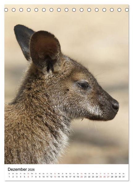 Produktbild: Australien - Hilfe f&uuml;r die einzigartige Tierwelt (Tischkalender 2026 DIN A5 hoch), CALVENDO Monatskalender