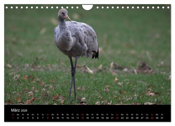 Produktbild: Kranich-Land Brandenburg (Wandkalender 2026 DIN A4 quer), CALVENDO Monatskalender