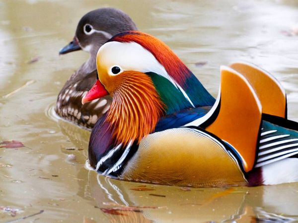 Produktbild: CALVENDO Puzzle Mandarinente | 1000 Teile Lege-Gr&ouml;&szlig;e 64x48cm Foto-Puzzle f&uuml;r gl&uuml;ckliche Stunden