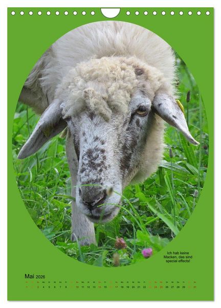 Produktbild: Scharfe Portraits (Wandkalender 2026 DIN A4 hoch), CALVENDO Monatskalender