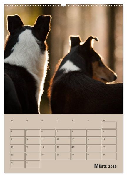 Produktbild: Kurzhaarcollies (Wandkalender 2026 DIN A2 hoch), CALVENDO Monatskalender