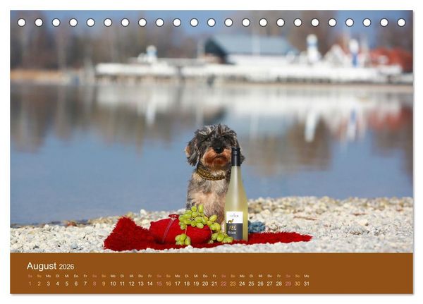 Produktbild: Der Dackel (Tischkalender 2026 DIN A5 quer), CALVENDO Monatskalender