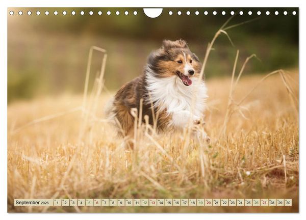 Produktbild: SHELTIES Liebe auf 4 Pfoten (Wandkalender 2026 DIN A4 quer), CALVENDO Monatskalender