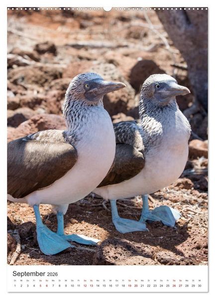 Produktbild: Galapagos - Atemberaubende Tierwelt (Wandkalender 2026 DIN A2 hoch), CALVENDO Monatskalender