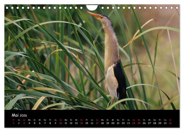 Produktbild: Naturjuwelen - Neusiedler See (Wandkalender 2026 DIN A4 quer), CALVENDO Monatskalender