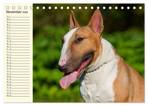 Produktbild: Bullterrier (Tischkalender 2026 DIN A5 quer), CALVENDO Monatskalender