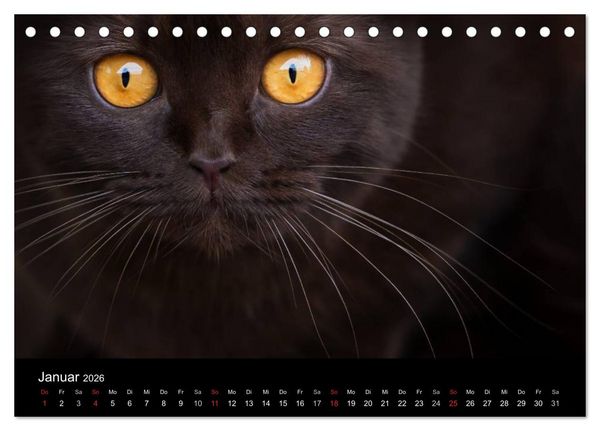 Produktbild: Schokoladige Britisch Kurzhaar Katzen (Tischkalender 2026 DIN A5 quer), CALVENDO Monatskalender