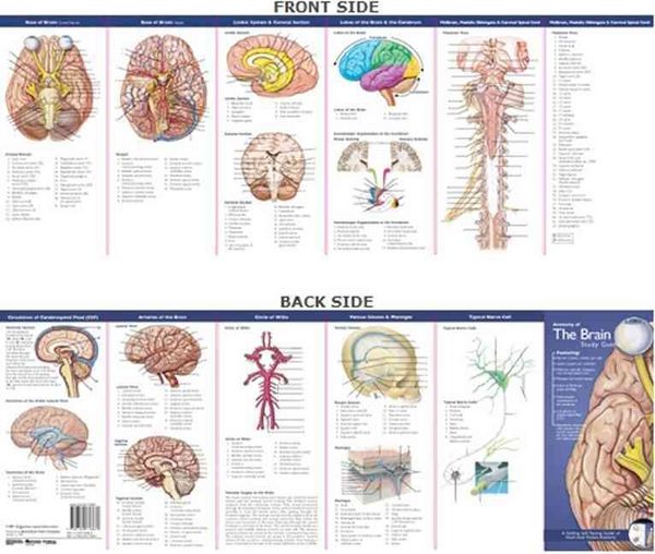 Produktbild: Anatomical Chart Company's Illustrated Pocket Anatomy
