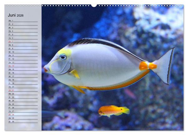 Produktbild: Paradiese im ewigen Blau. Die bunte Unterwasserwelt (Wandkalender 2026 DIN A2 quer), CALVENDO Monatskalender