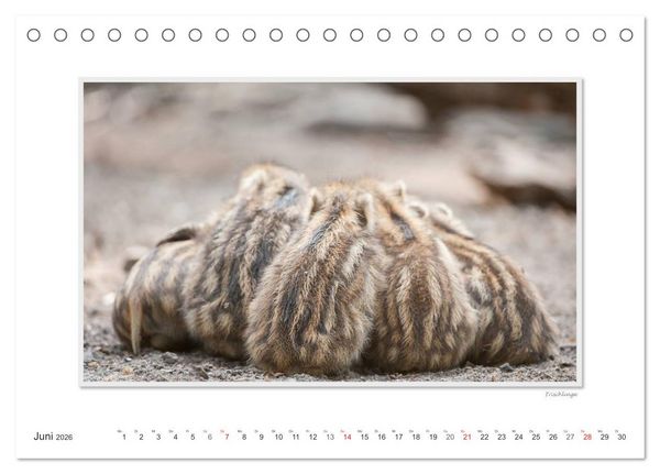 Produktbild: Emotionale Momente: Das Wildschwein. / CH-Version (Tischkalender 2026 DIN A5 quer), CALVENDO Monatskalender