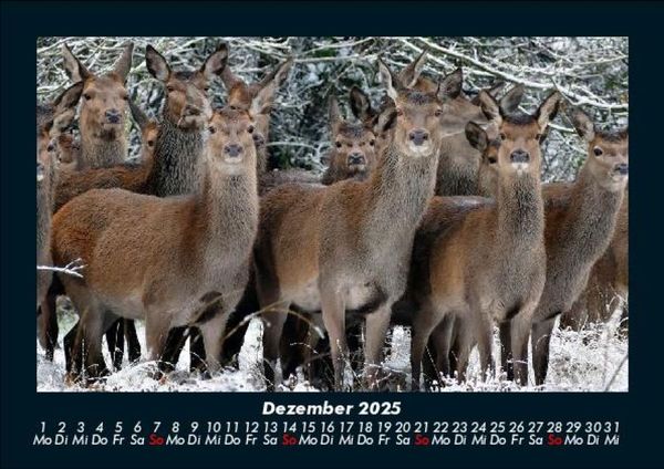 Produktbild: Tiere in der Wildnis 2025 Fotokalender DIN A5