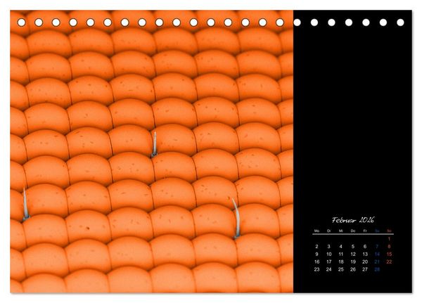 Produktbild: strucTEMs Mikrowelt - Winzige Nachbarn ganz gro&szlig; (Tischkalender 2026 DIN A5 quer), CALVENDO Monatskalender
