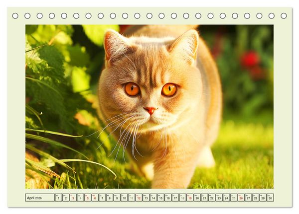 Produktbild: British Shorthair. Sanfte W&uuml;rde und Katzengl&uuml;ck im Gr&uuml;nen (Tischkalender 2026 DIN A5 quer), CALVENDO Monatskalender