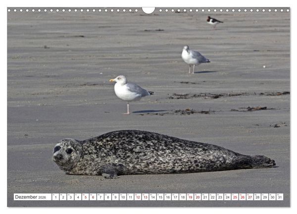 Produktbild: Helgoland - Hochseeinsel in der Nordsee (Wandkalender 2026 DIN A3 quer), CALVENDO Monatskalender