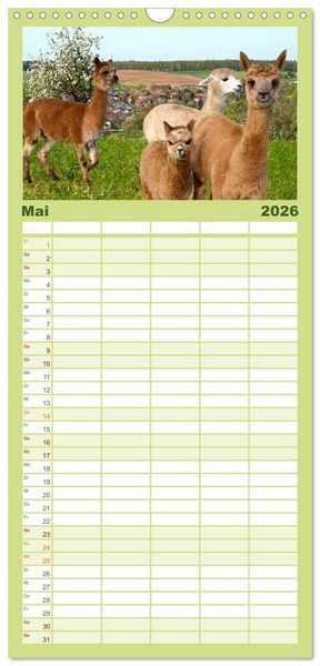 Produktbild: Familienplaner 2026 - Alpakas zum Verlieben mit 5 Spalten (Wandkalender, 21 x 45 cm) CALVENDO