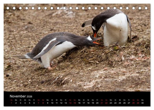 Produktbild: Pinguine - sympathische Fracktr&auml;ger im eisigen S&uuml;den (Tischkalender 2026 DIN A5 quer), CALVENDO Monatskalender