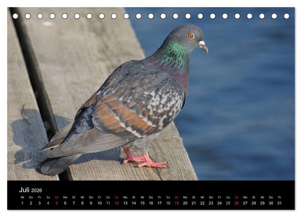 Produktbild: Tauben in der Stadt (Tischkalender 2026 DIN A5 quer), CALVENDO Monatskalender