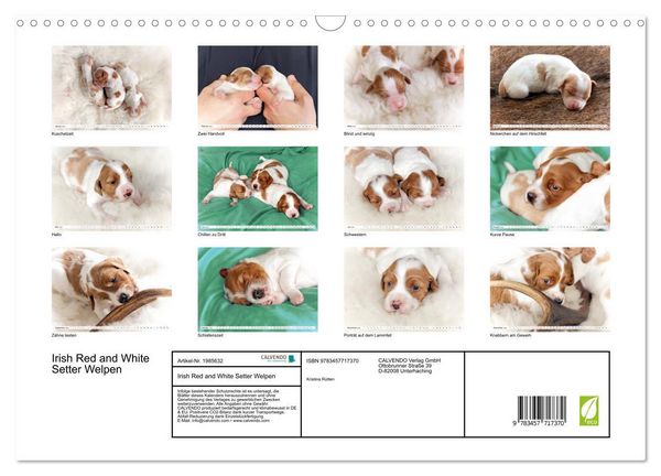 Produktbild: Irish Red and White Setter Welpen (Wandkalender 2026 DIN A3 quer), CALVENDO Monatskalender