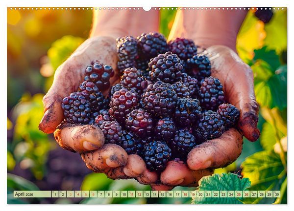 Produktbild: Erntegl&uuml;ck - Eine handvoll s&uuml;&szlig;er Fr&uuml;chte zum Anbei&szlig;en (hochwertiger Premium Wandkalender 2026 DIN A2 quer), Kunstdruck in Hochglanz