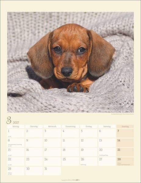 Produktbild: Dackel Kalender 2027