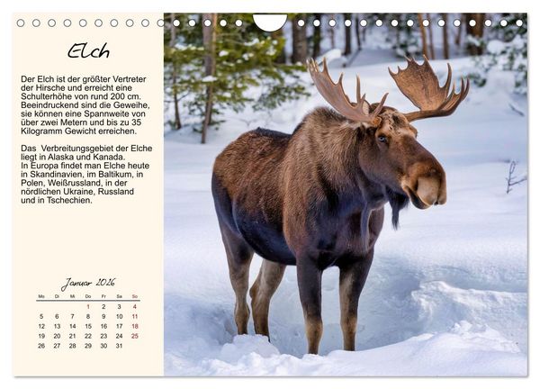 Produktbild: Majest&auml;tische Horntr&auml;ger (Wandkalender 2026 DIN A4 quer), CALVENDO Monatskalender