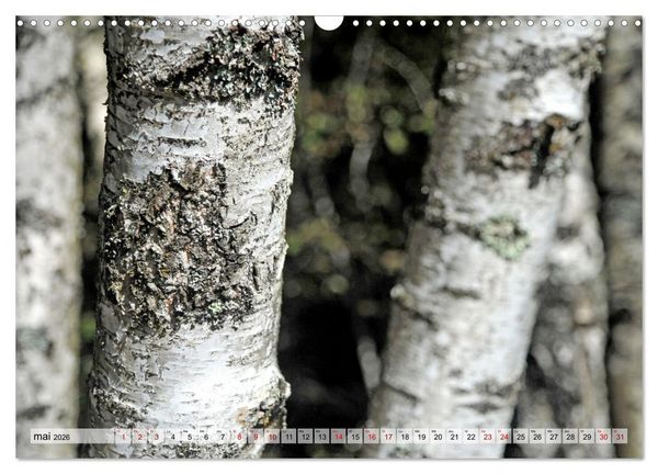 Produktbild: Au c&oelig;ur de la for&ecirc;t (Calendrier mural 2026 DIN A3 vertical), CALVENDO calendrier mensuel