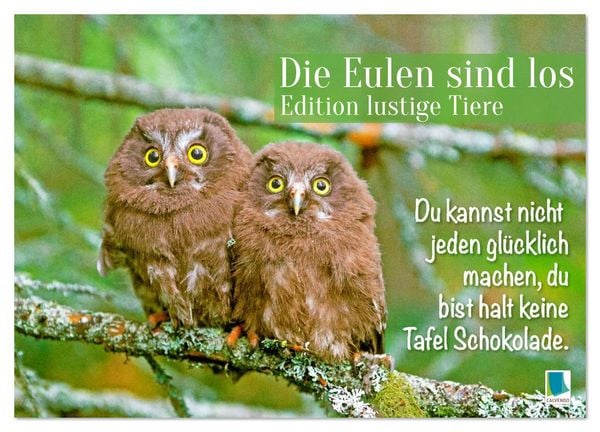Die Eulen sind los: Edition lustige Tiere (Wandkalender 2026 DIN A4 quer), CALVENDO Monatskalender