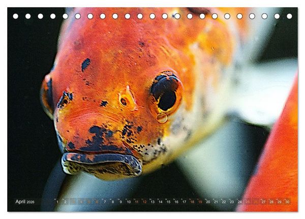Produktbild: Goldfischportraits (Tischkalender 2026 DIN A5 quer), CALVENDO Monatskalender