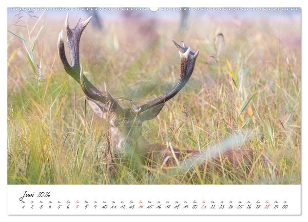 Produktbild: Rotwild - im Naturparadies der Mecklenburgischen Seenplatte (Wandkalender 2026 DIN A2 quer), CALVENDO Monatskalender