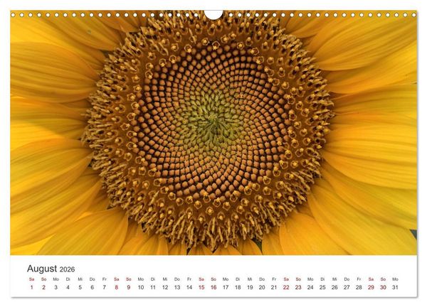 Produktbild: Sonnenblumen - Erstrahlen im freundlichen Gelb. (Wandkalender 2026 DIN A3 quer), CALVENDO Monatskalender