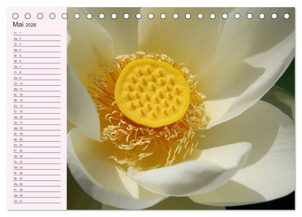 Produktbild: Lotos. Symbol f&uuml;r Reinheit und Kraft (Tischkalender 2026 DIN A5 quer), CALVENDO Monatskalender