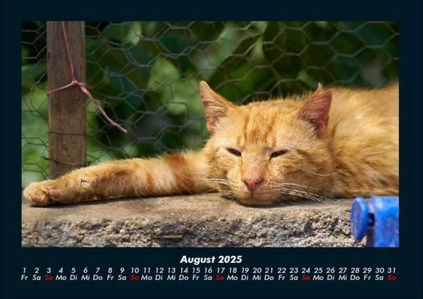 Produktbild: F&uuml;r Katzenfreunde 2025 Fotokalender DIN A4