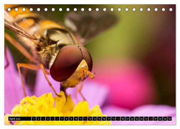 Produktbild: Kleine Wesen &ndash; Makroaufnahmen von einheimischen Insekten (Tischkalender 2026 DIN A5 quer), CALVENDO Monatskalender