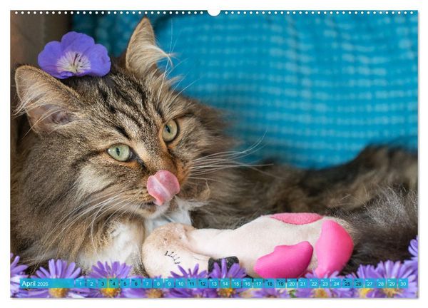 Produktbild: Maui und Molokai - Sibirische Katzenschwestern (hochwertiger Premium Wandkalender 2026 DIN A2 quer), Kunstdruck in Hochglanz