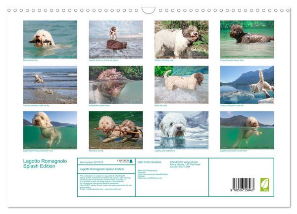 Produktbild: Lagotto Romagnolo Splash Edition (Wall Calendar 2026 DIN A3 landscape), CALVENDO 12 Month Wall Calendar