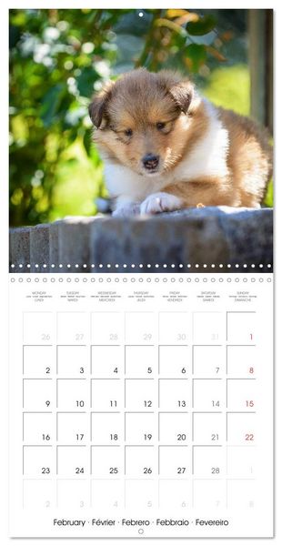Produktbild: Lovely Collie 2026 (Wall Calendar 2026 12 &times; 12 Inch) CALVENDO 12 Month Wall Calendar