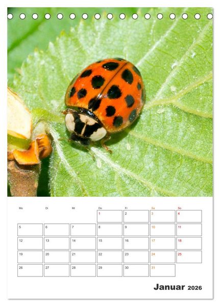 Produktbild: Kleines Gl&uuml;ck ganz gro&szlig;: Marienk&auml;fer! (Tischkalender 2026 DIN A5 hoch), CALVENDO Monatskalender