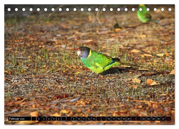 Produktbild: Koala, K&auml;nguru und Co. &ndash; Das wilde Tierreich Australiens (Tischkalender 2026 DIN A5 quer), CALVENDO Monatskalender