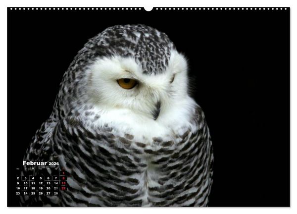 Produktbild: Greifv&ouml;gel, Eulen und K&auml;uze (hochwertiger Premium Wandkalender 2026 DIN A2 quer), Kunstdruck in Hochglanz
