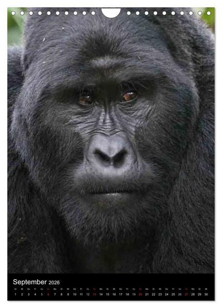Produktbild: Gorillas (Wandkalender 2026 DIN A4 hoch), CALVENDO Monatskalender