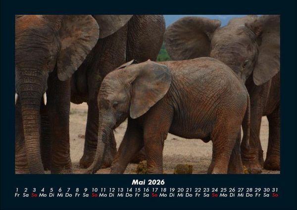 Produktbild: Elefanten - Die sanften Riesen Afrikas 2026 Fotokalender DIN A4