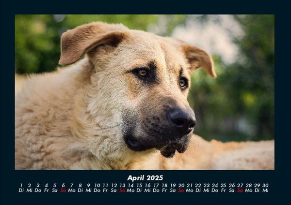 Produktbild: Hundezauber 2025 Fotokalender DIN A4