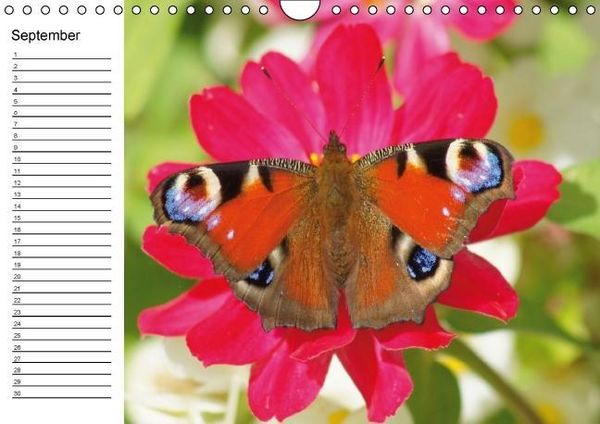 Produktbild: Heimische Schmetterlinge / Geburtstagskalender (Wandkalender immerw&auml;hrend DIN A4 quer)