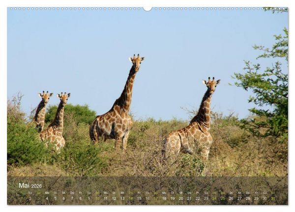 Produktbild: Botswana Wildlife (hochwertiger Premium Wandkalender 2026 DIN A2 quer), Kunstdruck in Hochglanz