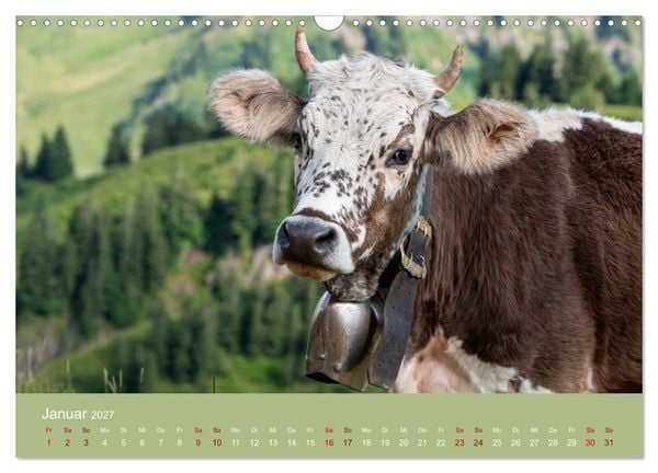 Produktbild: Allg&auml;uer Rindvieh 2027 (Wandkalender 2027 DIN A3 quer), CALVENDO Monatskalender