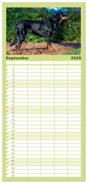 Produktbild: Familienplaner 2026 - Der Beauceron mit 5 Spalten (Wandkalender, 21 x 45 cm) CALVENDO