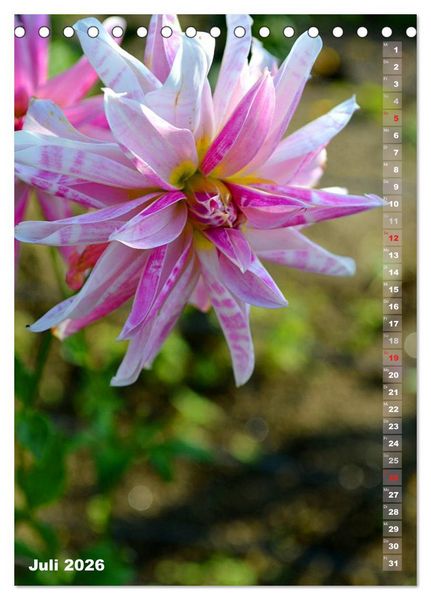Produktbild: Dahlien - Bl&uuml;tentr&auml;ume (Tischkalender 2026 DIN A5 hoch), CALVENDO Monatskalender