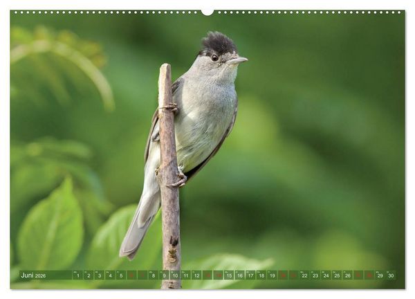 Produktbild: Steckbriefe einheimischer V&ouml;gel (hochwertiger Premium Wandkalender 2026 DIN A2 quer), Kunstdruck in Hochglanz