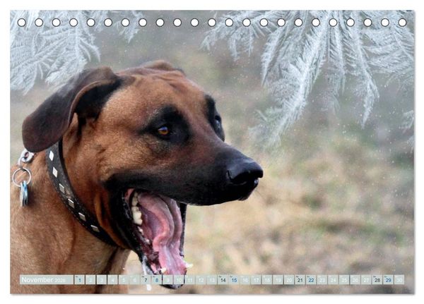 Produktbild: Rhodesian Ridgeback Augen-Blicke (Tischkalender 2026 DIN A5 quer), CALVENDO Monatskalender